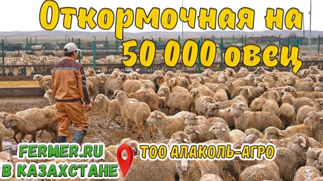 Как устроен самый большой отрытый откормочник для овец в Казахстане? Откорм овец зимой без навеса.