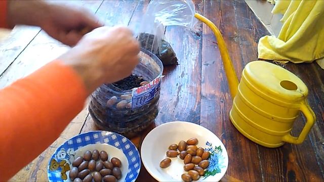Посадка дуба из желудя и стратификация