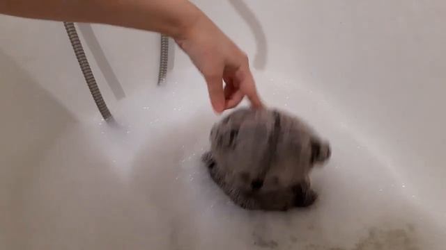 Басик купается!