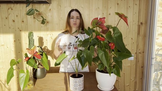 №91. Антуриум. Формируем большой куст и получаем цветение круглый год.