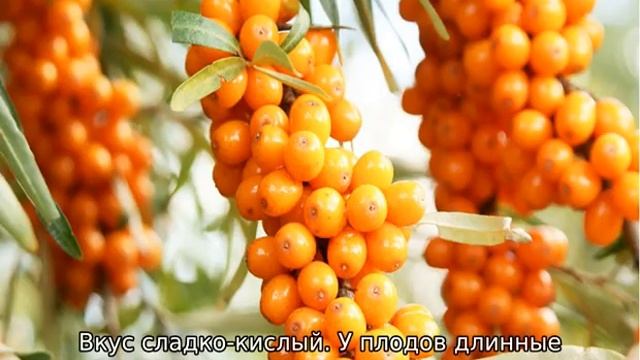 Облепиха: сорта
