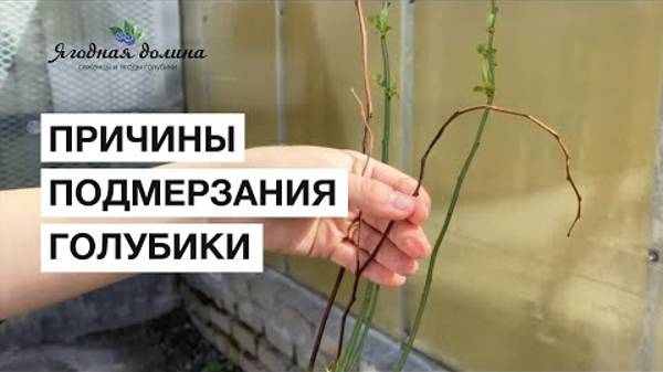 Почему подмерзает голубика?