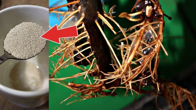 Черенки с ног до головы в корнях! Просто насыпала это в воду и корни прут отовсюду! Дрожжи корням