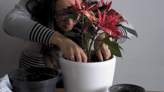Пересадка и обрезка пуансеттии