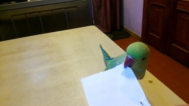 Кормление ожерелового попугая