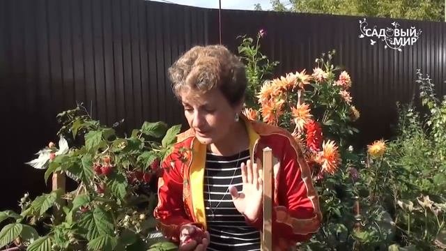 Как обрезать ремонтантную малину. Сайт "Садовый мир"