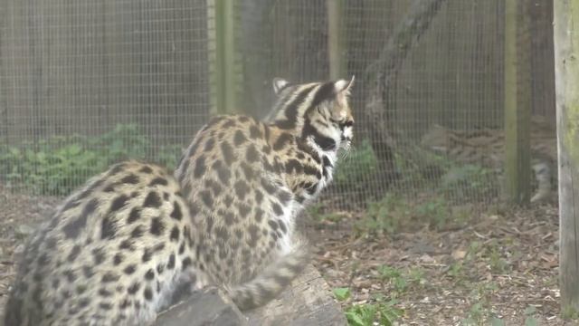Леопардовая кошка