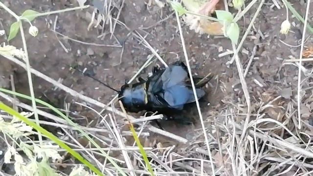 Как сверчок сверчит возле норки