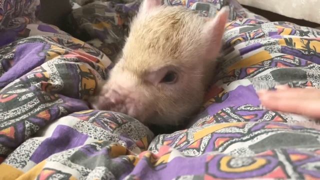 МИНИПИГ дома ! Стоит ли покупать или категорически нет ?