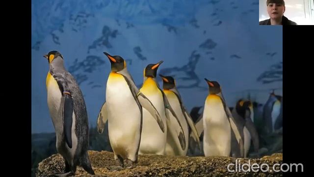 Окружающий мир.1 класс.Кто такие птицы?