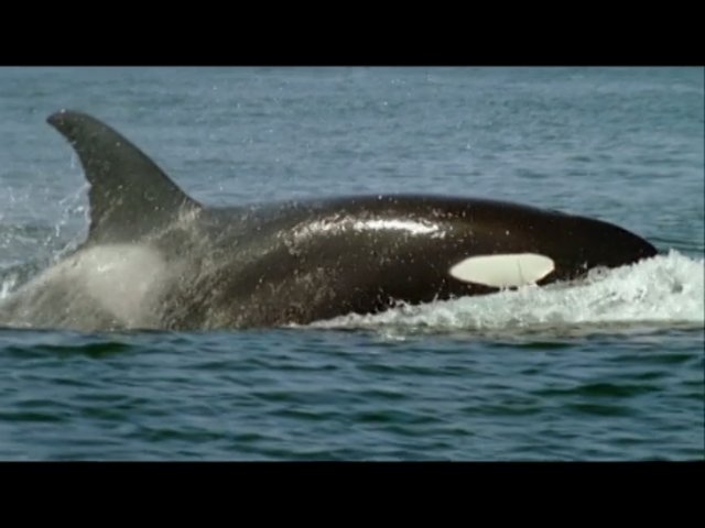 Рядом с касатками (Swimming with Killer Whales)