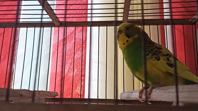 САМОЕ ВЕСЕЛОЕ ПЕНИЕ ВОЛНИСТОГО ПОПУГАЯ/ КРАСИВОЕ ПЕНИЕ ПОПУГАЯ/ зеленый попугайчик АРЧИ