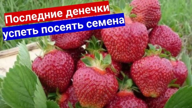 ПОСЕВ ЗЕМЛЯНИКИ ИЗ СЕМЯН ПО СНЕГУ - УСПЕТЬ В ЯНВАРЕ. Все от А до Я про посев садовой земляники