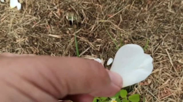 Борьба с ТРИПСАМИ! Би 58 новый, Спинтер 240 #трипсы