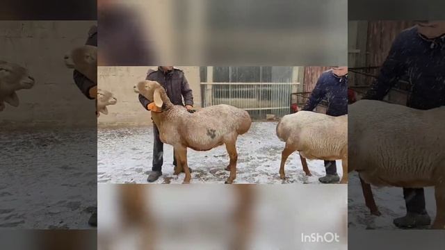 Арашанская порода. Экстерьер арашанских овец 3 архив | Арашан элита койлору