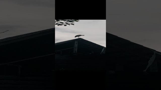 Аист