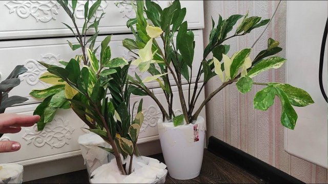 Замиокулькас новые сорта вариегатные, распаковка посылки дорогих сортов