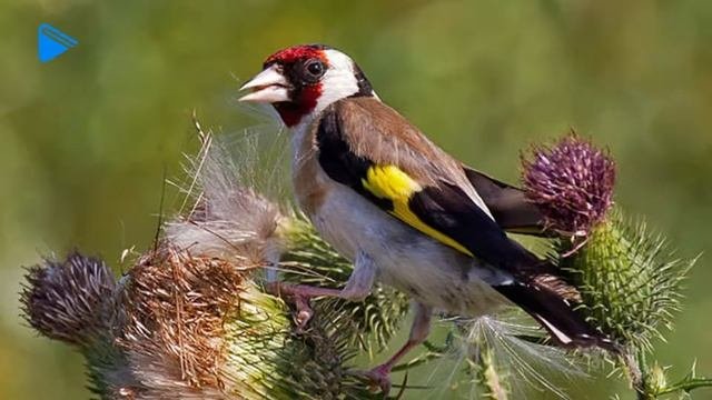 7 класс - Биология - Значение птиц в природе и для человека