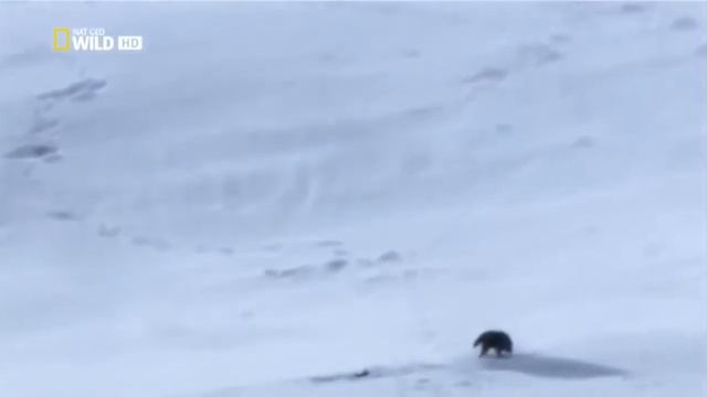 Жизнь волков.