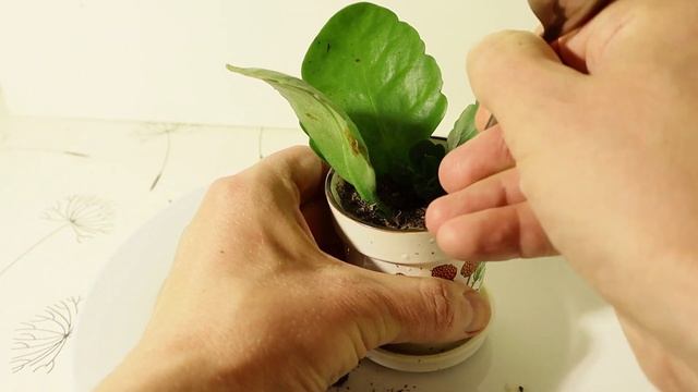 Каланхоэ ? Размножение каланхоэ листом и черенками