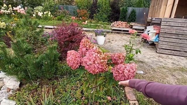 28 СОРТОВ ГОРТЕНЗИЙ. С ХОЛОДАМИ ГОРТЕНЗИИ ЕЩЁ КРАШЕ! В ГОСТЯХ У ЛЕНЫ. #дом #сад #волжск #гортензии