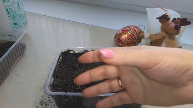 Цинерария гибридная. Посев и всходы. День1-7