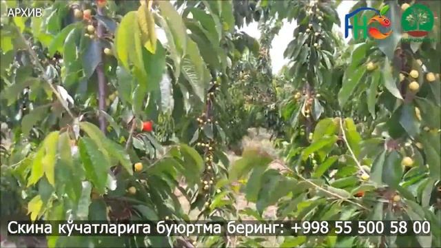 Самба / Samba