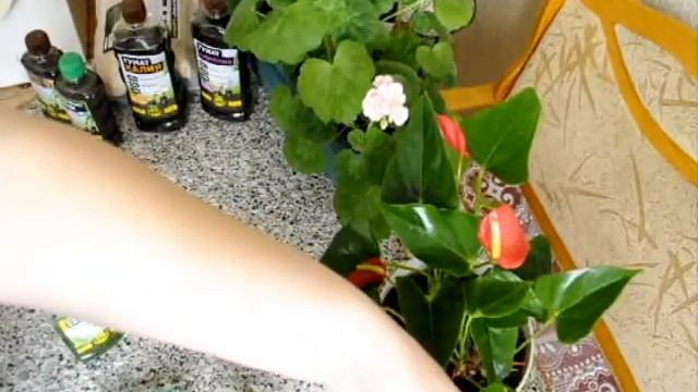 Будни цветовода: Полив комнатных цветов хлореллой!