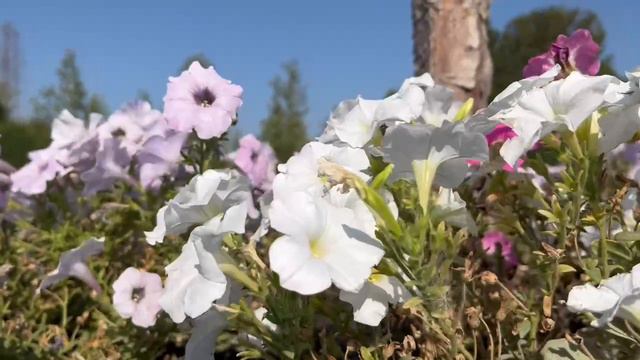 Татарская песня    Зэнгэр кузле кызны сагынам