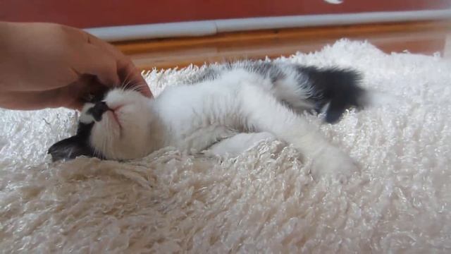 Кролик БАФФИ и КОТ МАЛЫШ ! СПИННЕР кролика БАФФИ ! СУПЕР КОТ в гостях у кролика