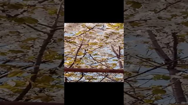1000076883.mp4