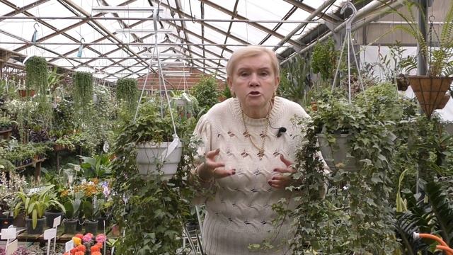 Плющ (Хедера) уход в домашних условиях.