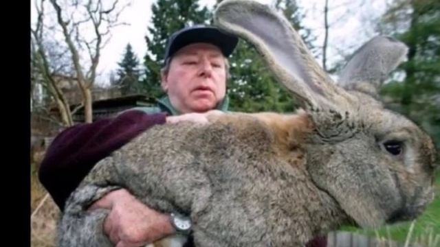 Эти забавные животные .Мифические существа фотошопа . Часть 2