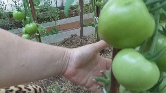 Брать ли семена с гибридов томата?