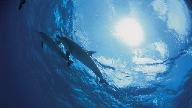 Звуки глубин океана / Sounds from the depths of the ocean
