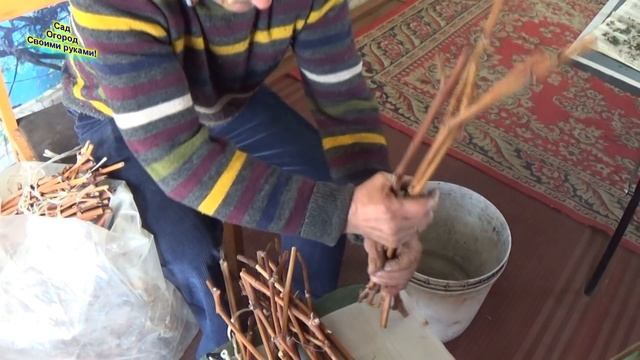 РАЗМНОЖЕНИЕ ВИНОГРАДА ЧУБУКАМИ. КАК ПРАВИЛЬНО ПОДГОТОВИТЬ И ОТОБРАТЬ ЧУБУКИ.