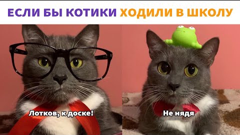 ЕСЛИ БЫ КОТИКИ ХОДИЛИ В ШКОЛУ - ВСЕ СЕРИИ (kotiynet)
