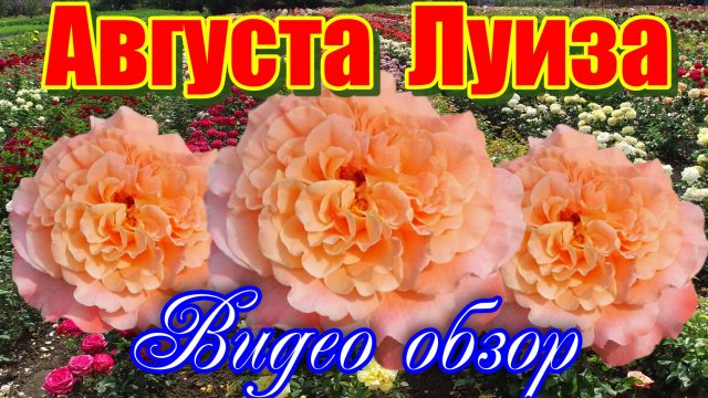Обзор розы Августа Луиза (Чайно гибридная) - Augusta Luise (Tantau Германия, 1999)