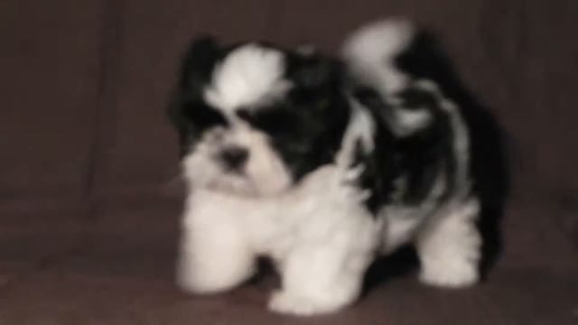 ШИ - ТЦУ | 2 МЕСЯЦА