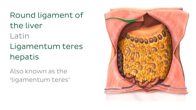 Большой сальник - Анатомия человека | Kenhub
