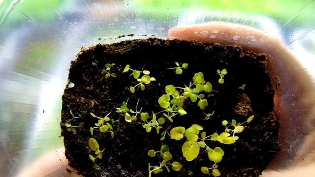 ГЕЙХЕРА ИЗ СЕМЯН ПРОДОЛЖЕНИЕ . ЖЕЛТЫЕ СЕЯНЦЫ ГЕЙХЕРЫ -КАКИЕ ЕСТЬ НЮАНСЫ .