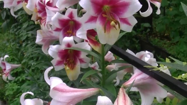 Лилии в саду на востоке Подмосковья