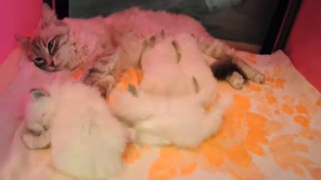 котята 4 недели.wmv