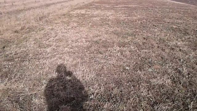 Как подсеять клевер, люцерну, козлятник к уже растущему. Экономия семян.