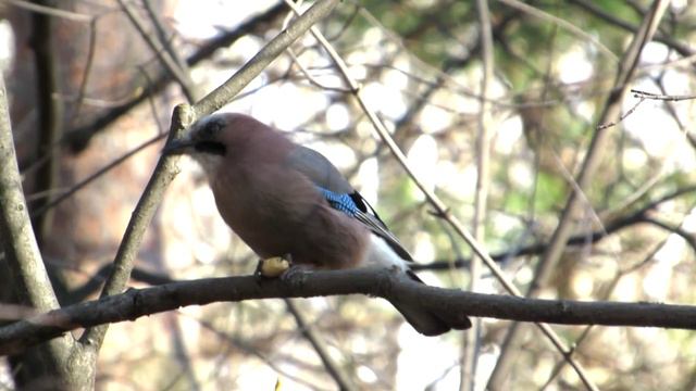 сойка и жёлудь