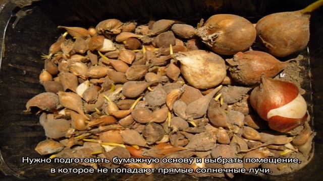 Луковицы тюльпанов — как хранить