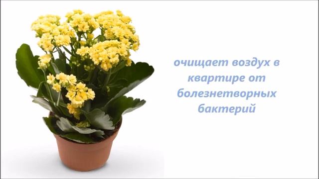 топ 10 комнатных растений ЭФФЕКТИВНО ОЧИЩАЮЩИХ ВОЗДУХ в квартире по исследованием NASA