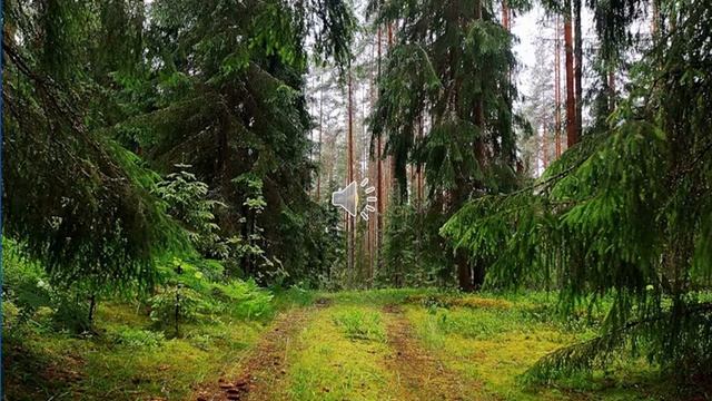 Презентация Зелёная аптека
