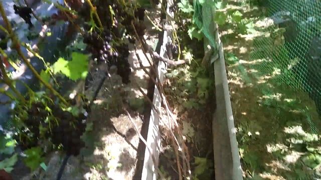 виноград Альянс