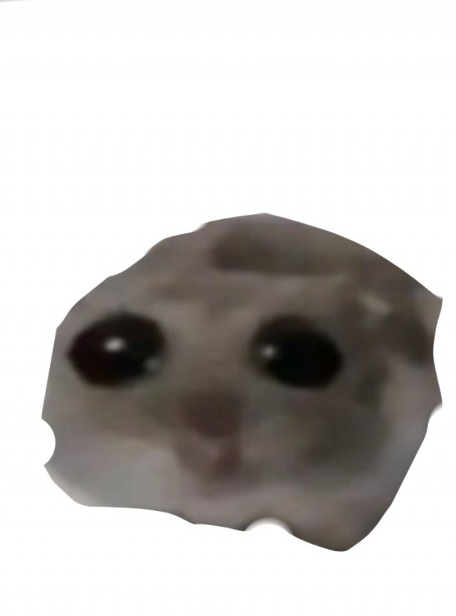 Абобус